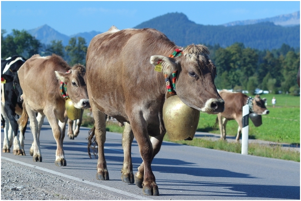 Rinder von der hinteren Seealpe auf dem Weg zum Viehscheidplatz in Schöllang