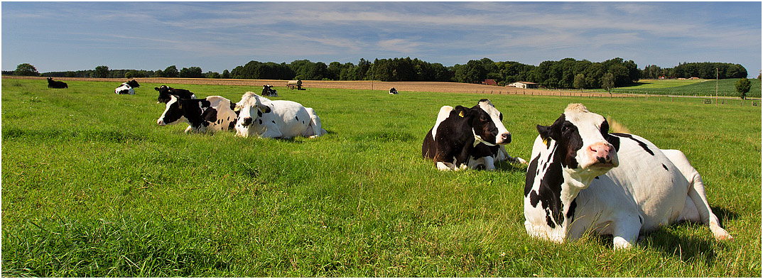 Holstein Friesian Herde liegend