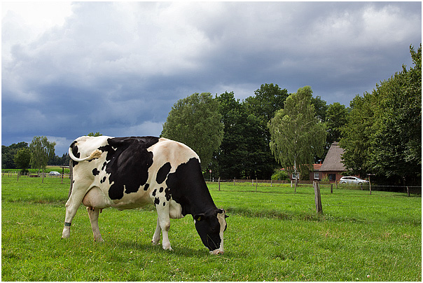 Holstein Friesian Kuh vor der Gewitterfront (Sturmtief Zeljko July 25, 2015)