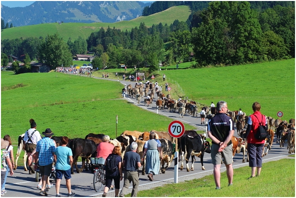 Die Herde auf dem Weg zum Viehscheidplatz in Schöllang.