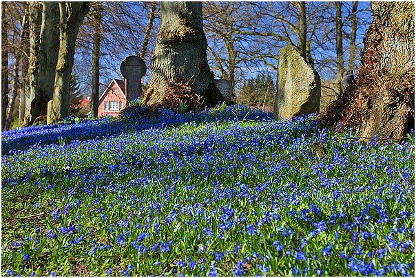 Blausterne (Scilla) auf dem alten Friedhof in Egestorf
