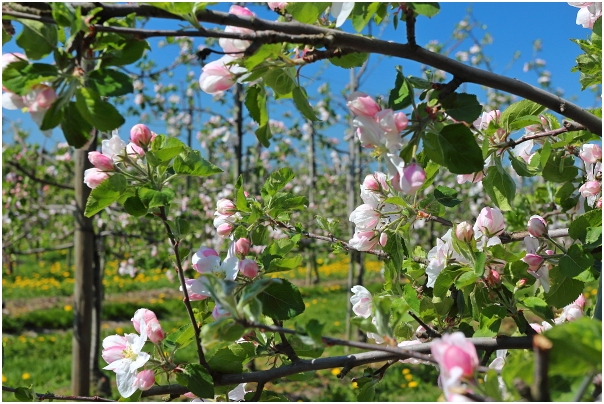 Apfelblüte in einer Plantage in Königreich