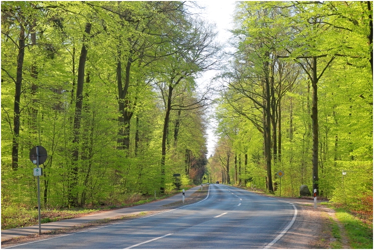 The road from Klecken to Buchholz - Waldstudie April 2020