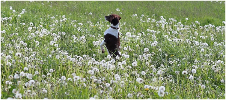 Leika in a dandelion field, May 2019