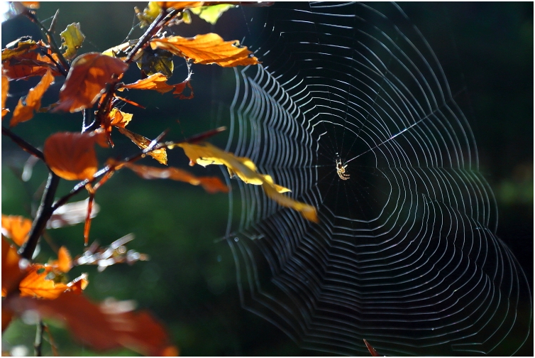 cobweb - Spinnennetz, November 2020
