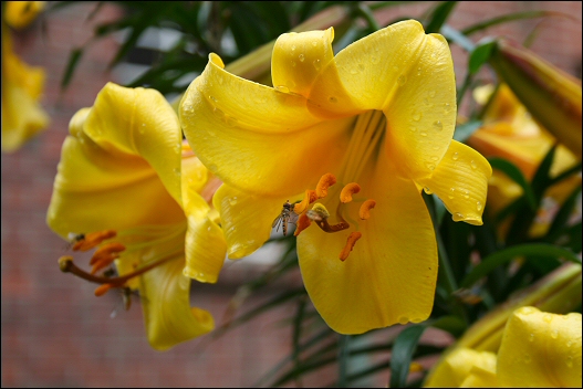 Garden: Lilium akkusianum - lily - Lilie