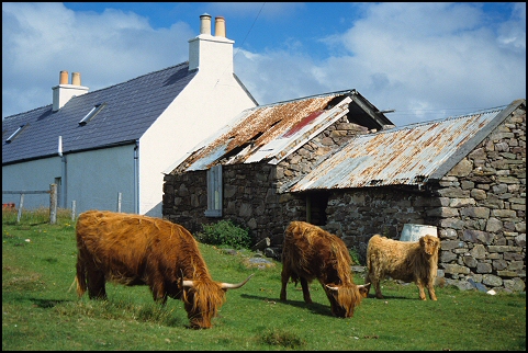 Schottische Highland-Rinder, Fearnmore, Wester Ross