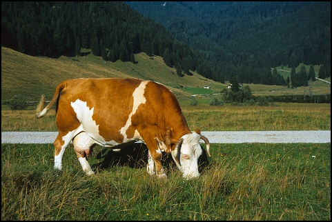 Kuh auf der Röthelmoosalm bei Ruhpolding