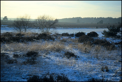 heathland impression wintertime