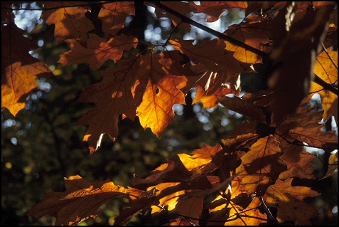 oak leafs in autumn