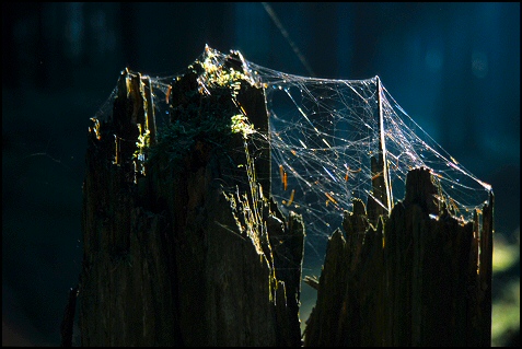 Spider`s web
