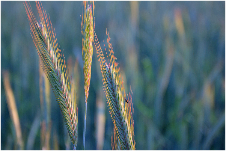 Grain head rye, Germany