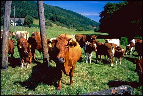 Kühe in der Eifel