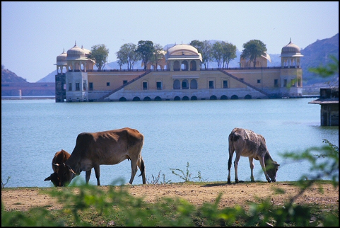 Kühe vor dem Palast in Indien