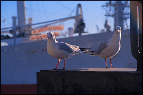 Seagulls in Hamburg (Silbermöwen)