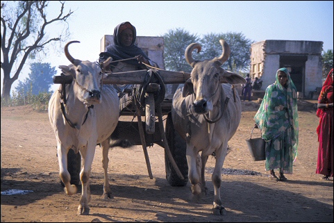 Kühe vorm Wagen, India